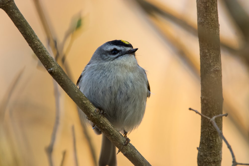 a small bird sitting on top of a tree branch