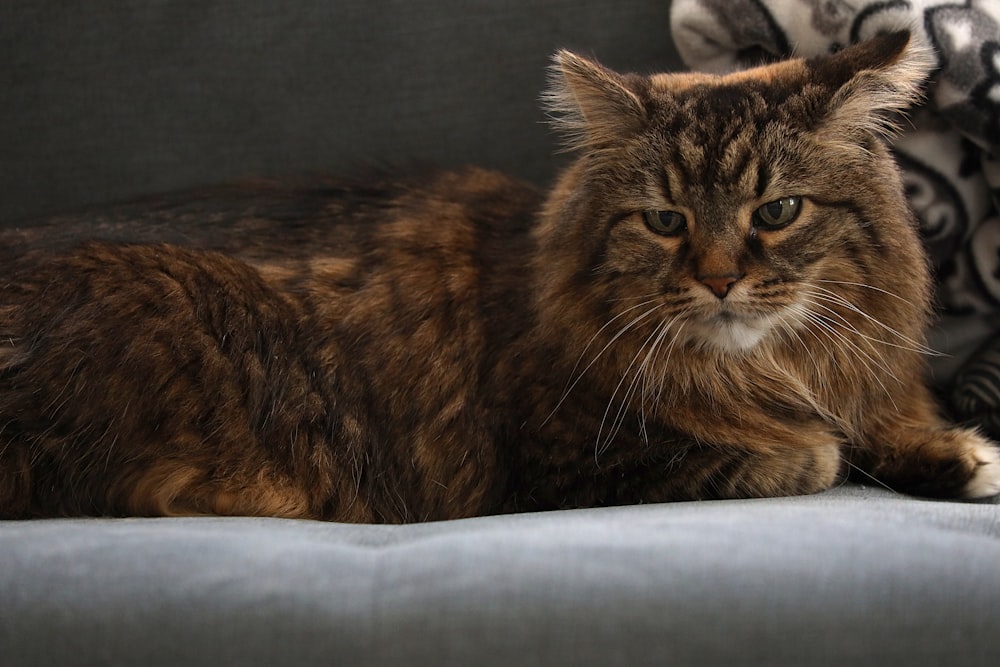 eine Katze, die auf einer Couch neben einem Kissen liegt