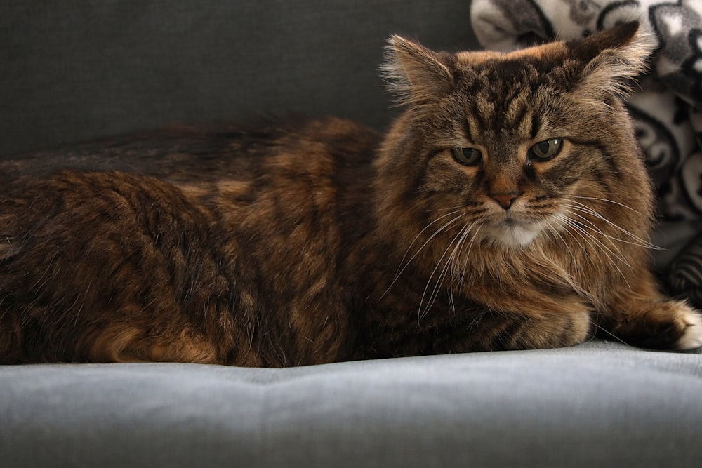 a cat laying on a couch next to a pillow