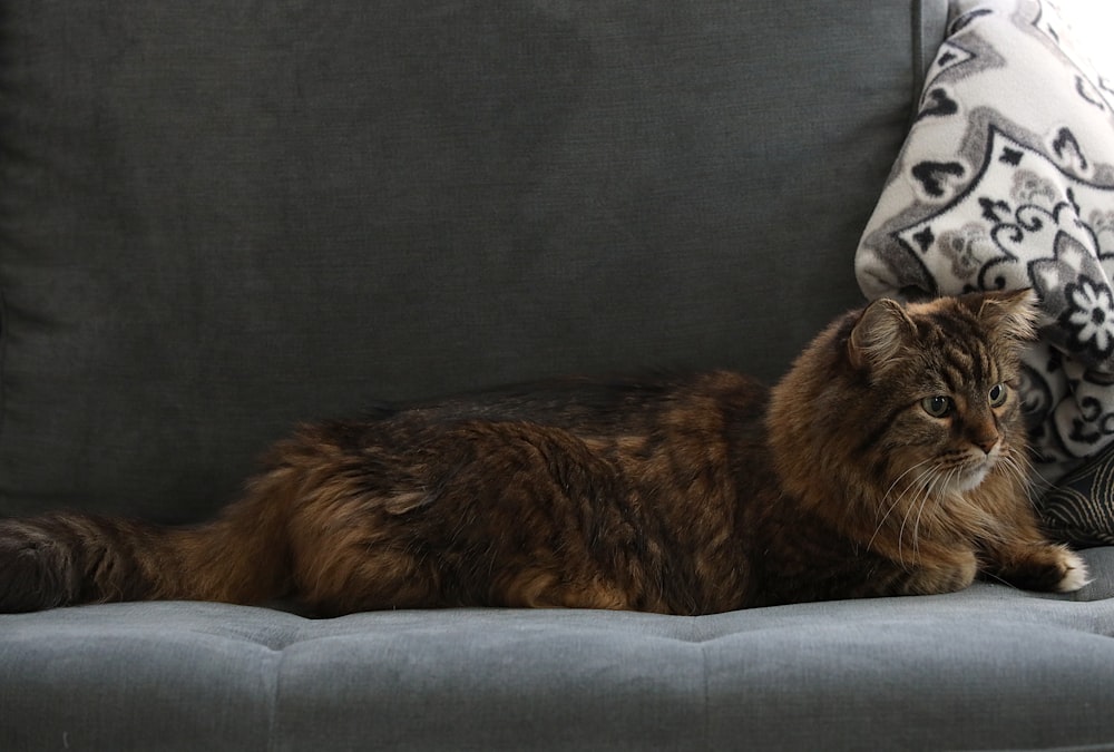 un chat allongé sur un canapé à côté d’un oreiller