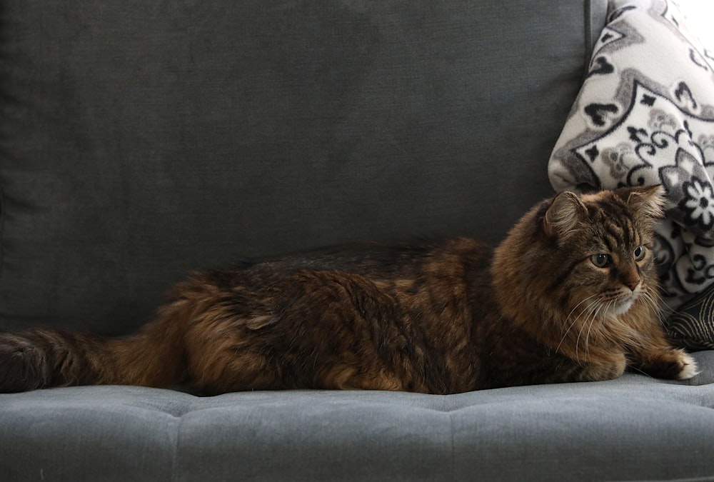 a cat laying on a couch next to a pillow