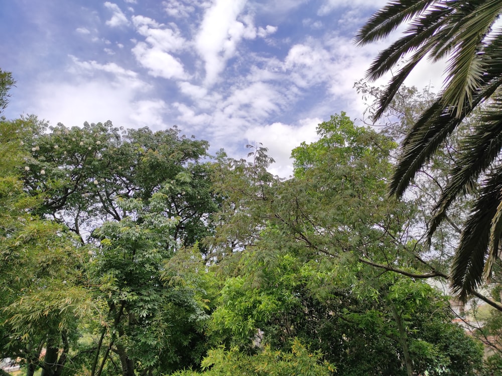 a lush green forest filled with lots of trees