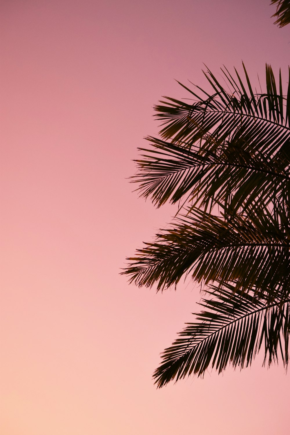 a palm tree is silhouetted against a pink sky