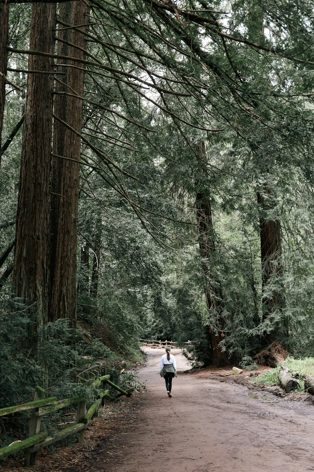 a person walking down a dirt road in a forest