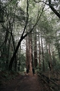 Travelers hiking a trail surrounded by giant redwood trees in Northern California.