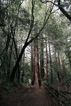 Travelers hiking a trail surrounded by giant redwood trees in Northern California.
