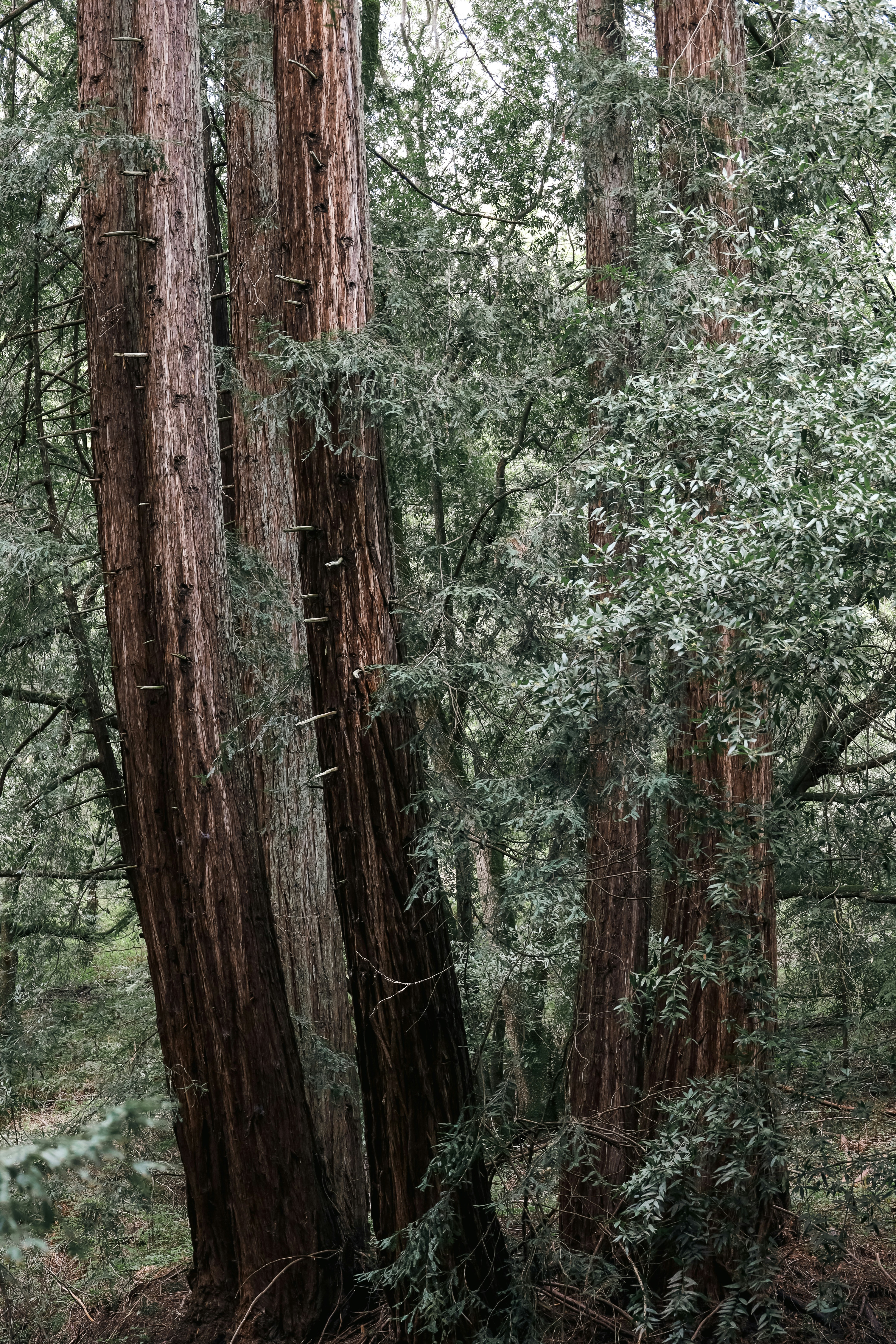 a forest filled with lots of tall trees