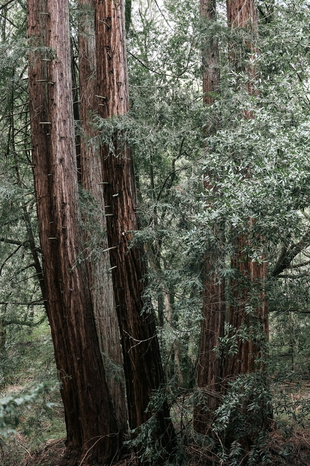 a forest filled with lots of tall trees