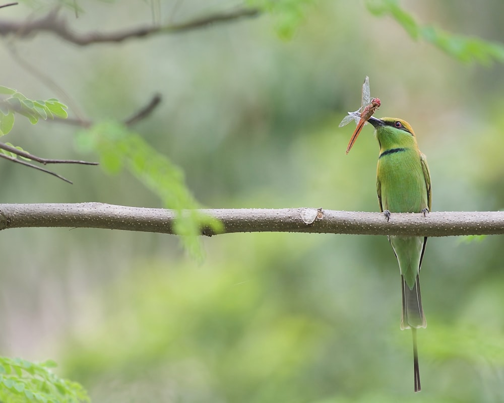 Un pájaro verde con un insecto en la boca sentado en una rama