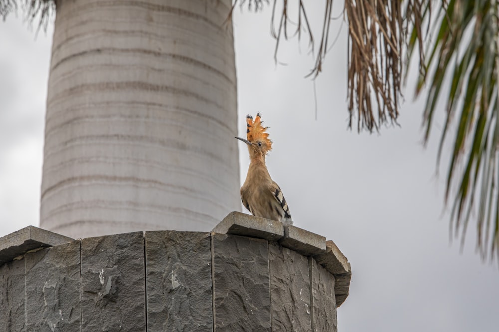 a bird sitting on top of a cement structure