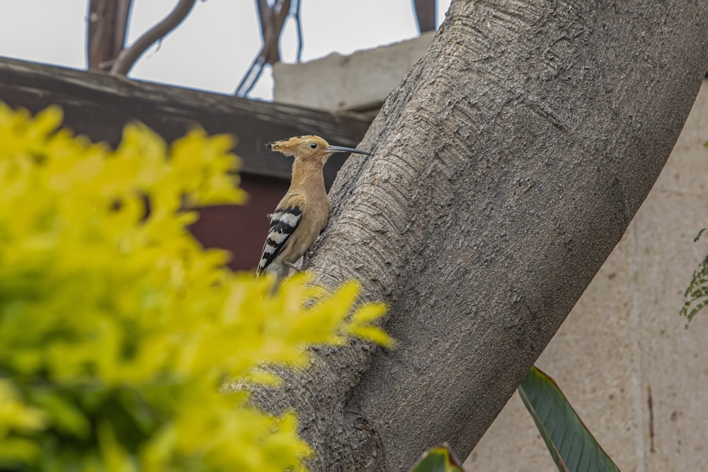 Un uccello appollaiato sul fianco di un albero