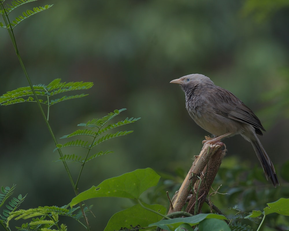 a bird perched on a branch in a forest