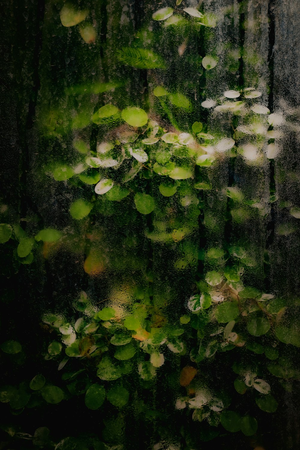 a picture of a tree with leaves on it