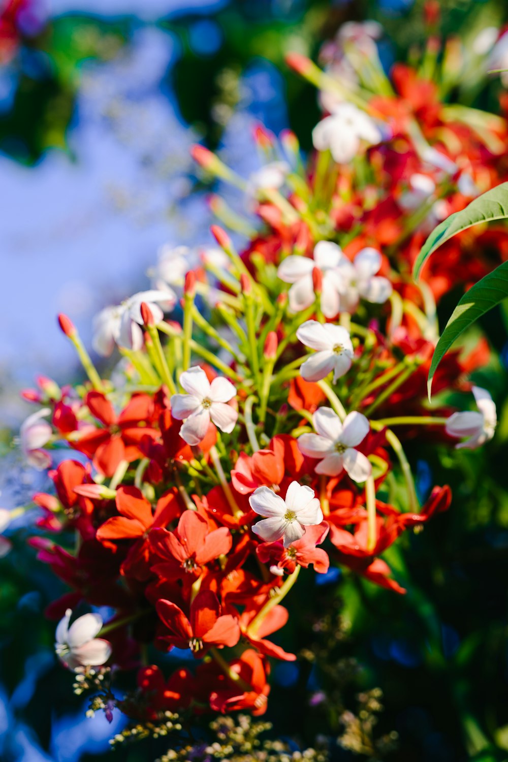 a bunch of red and white flowers on a bush