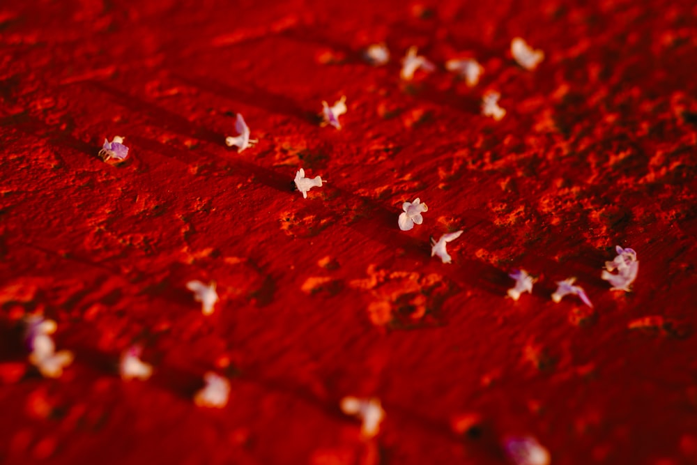 a group of small white butterflies on a red surface