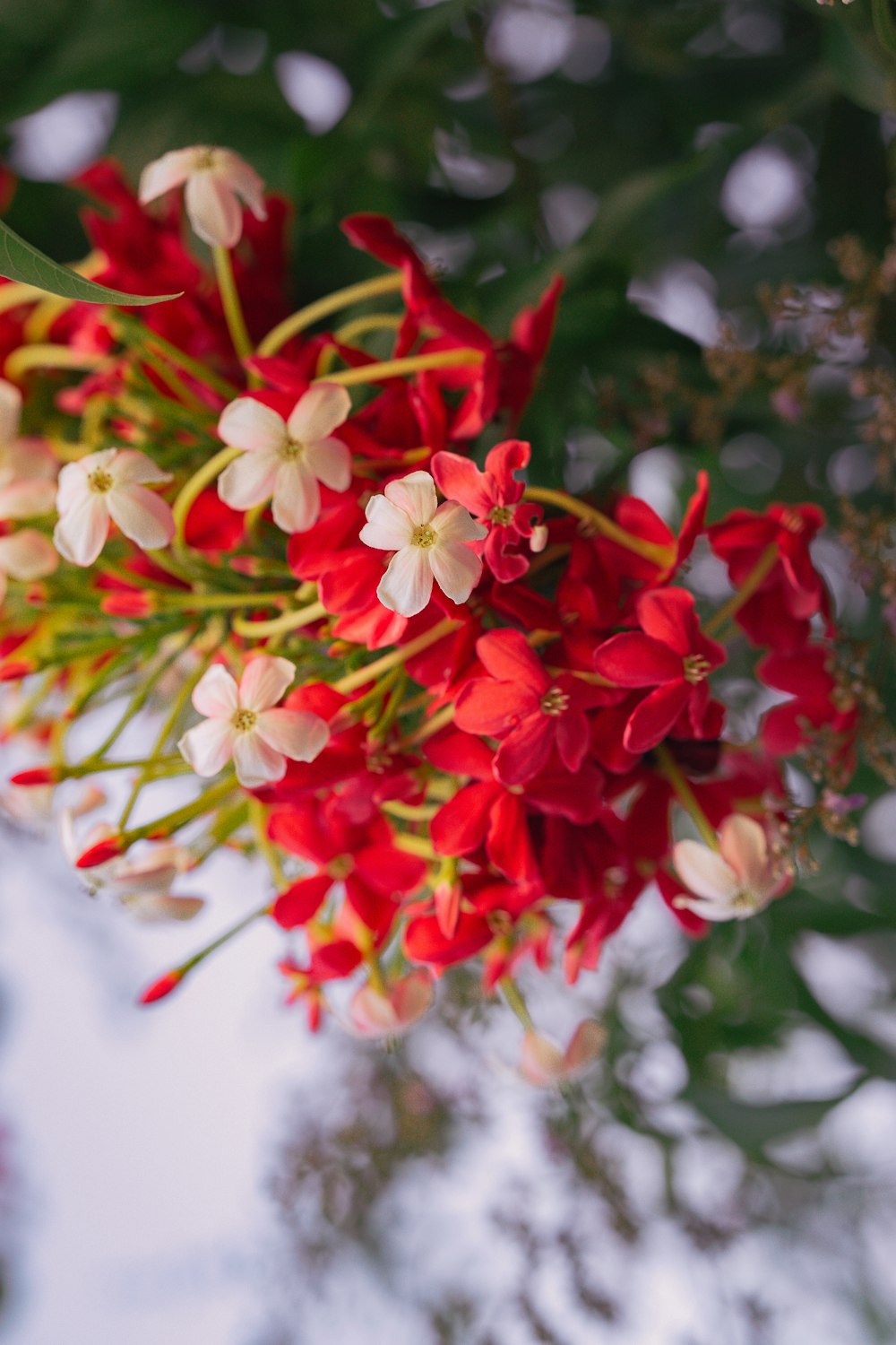 a bunch of red and white flowers hanging from a tree