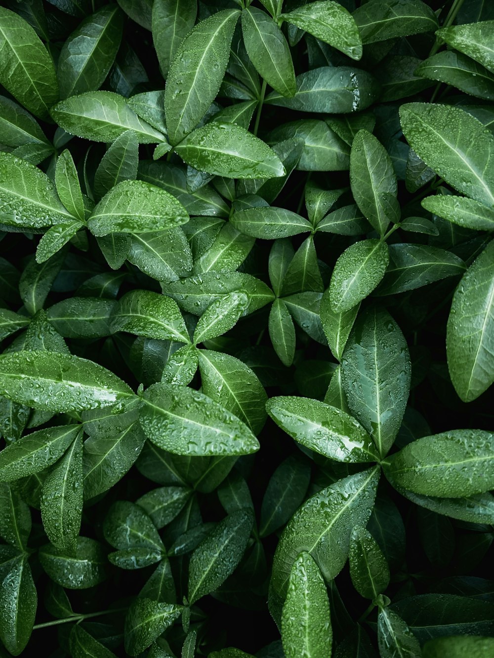 a close up of leaves with water droplets on them