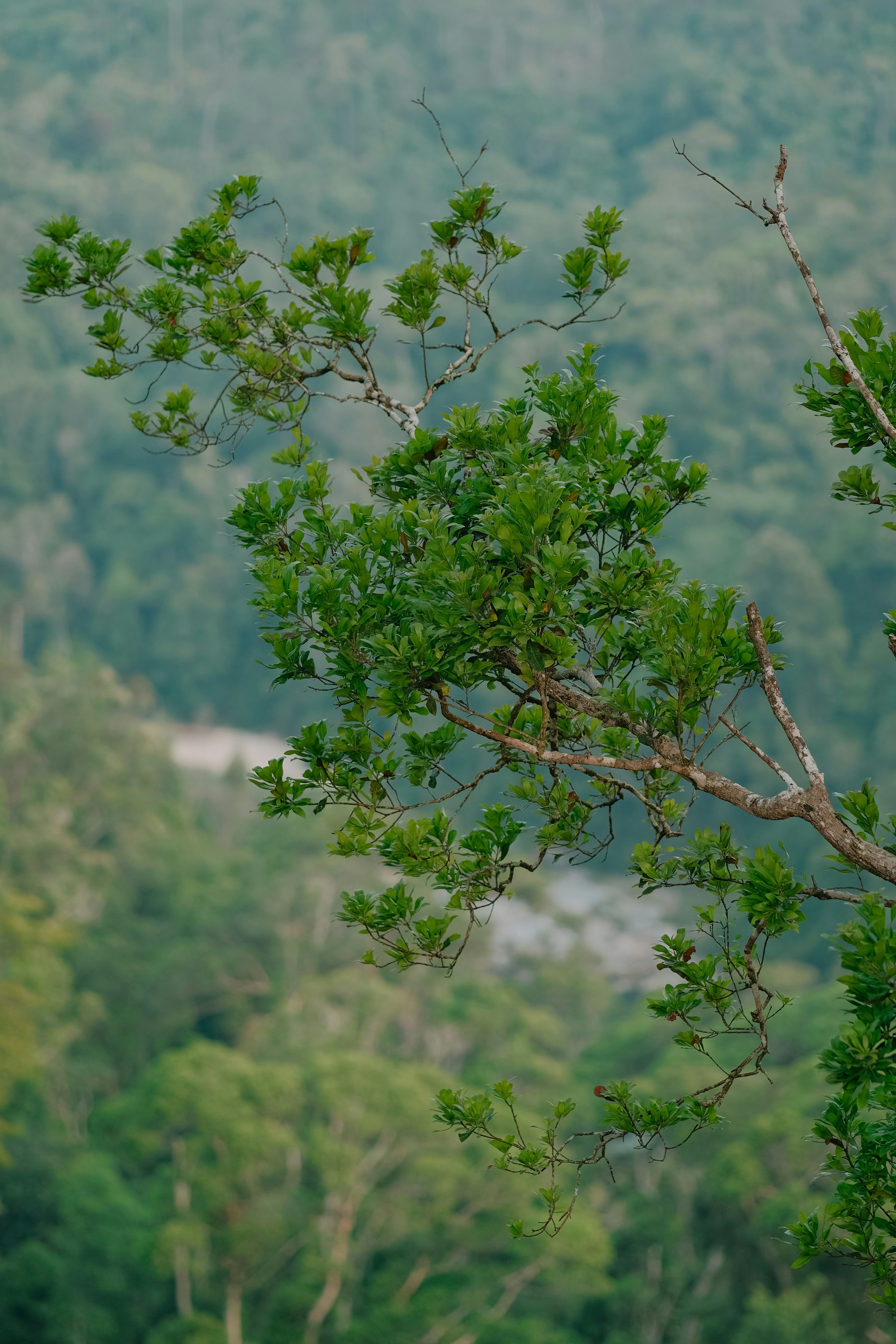 Photo by nguyentrungnguyen