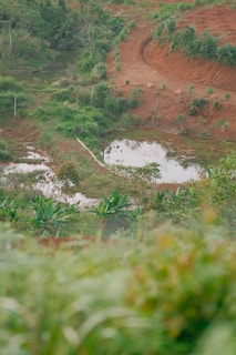 A lush landscape featuring a mix of green vegetation and earth-toned pathways surrounds a small pond. The area is characterized by red soil and scattered with various types of plants and small trees, creating a vibrant natural setting.