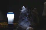 A cozy scene of Yarie’s cat mascot curled up on a glowing crescent moon.