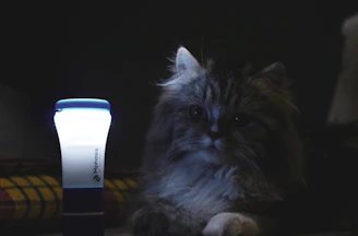 A dreamy scene of Yarie’s cat mascot sitting beside a glowing heart-shaped lantern under a starry night sky.