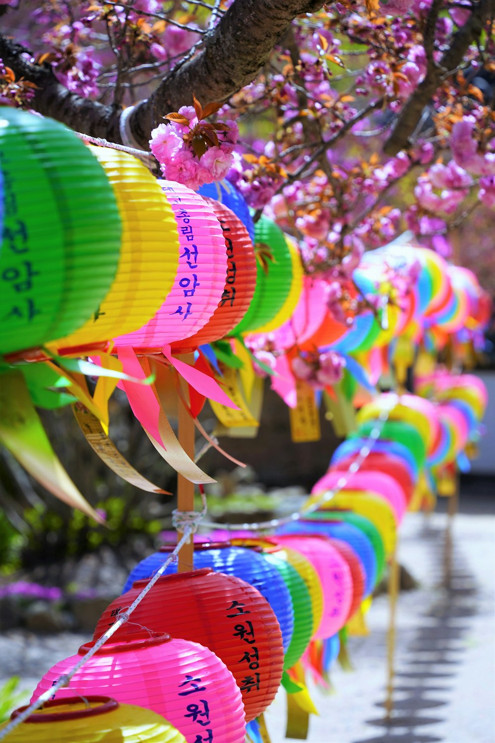 a row of colorful paper lanterns hanging from a tree