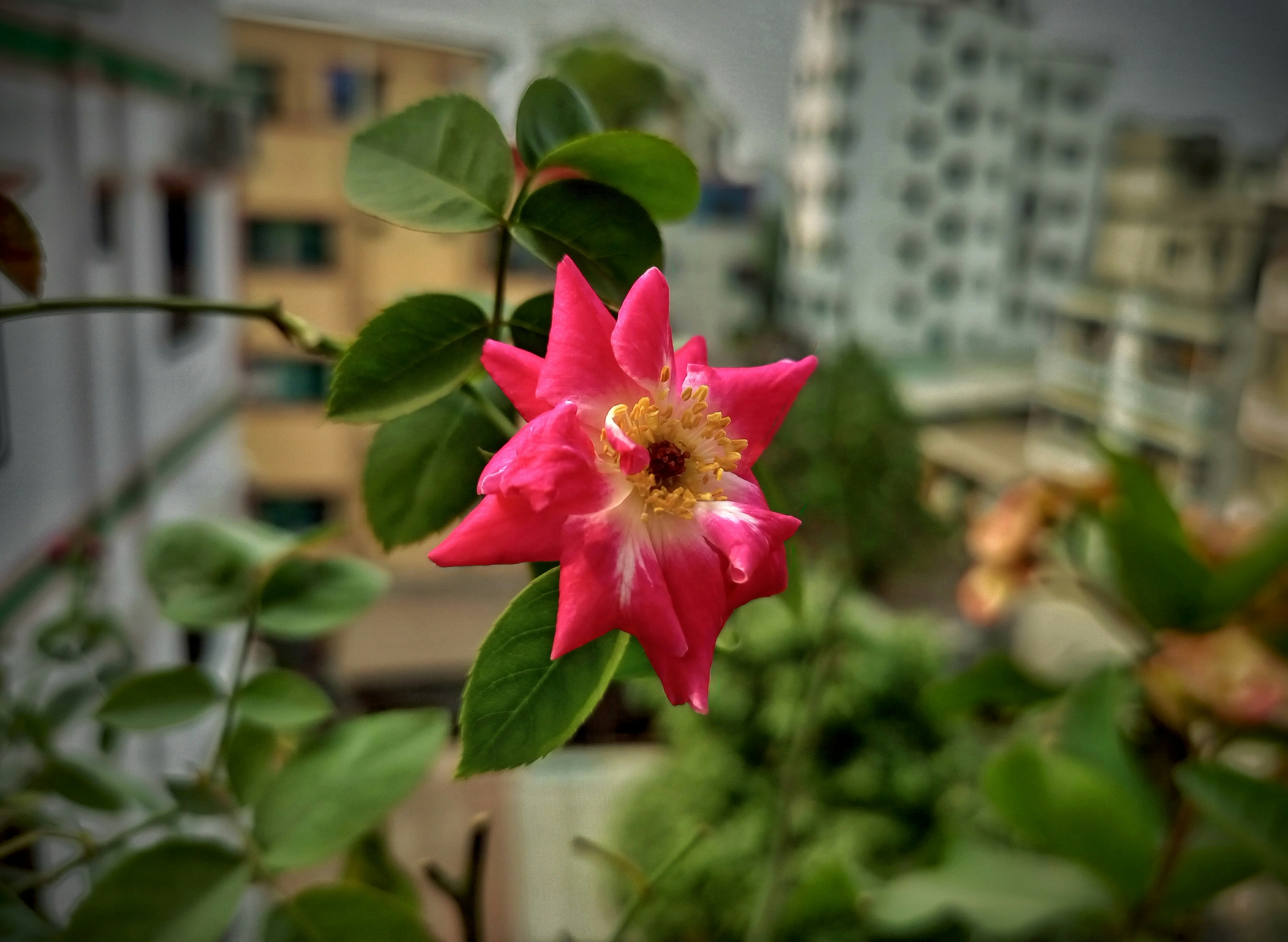 une fleur rose avec des feuilles vertes et des bâtiments en arrière-plan
