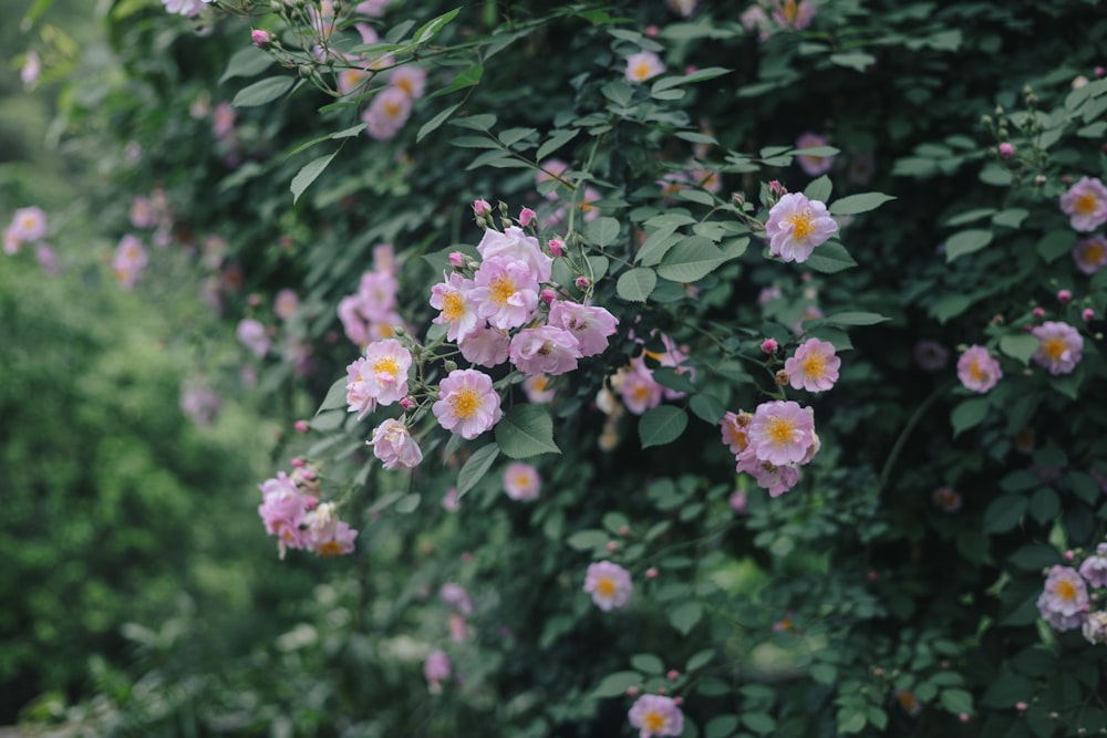 a bush of pink flowers with green leaves