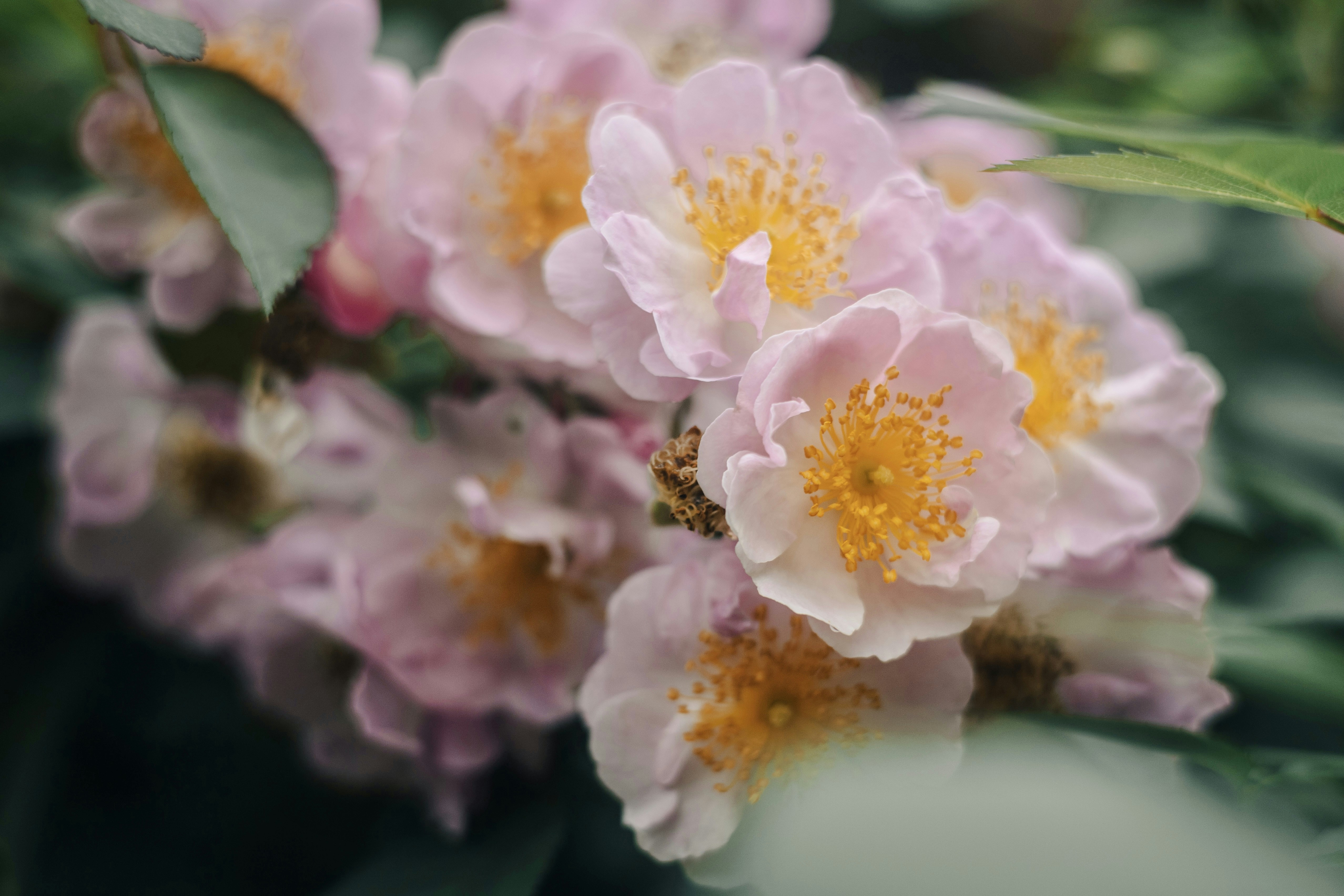 A close up of some pink flowers with green leaves photo – Free Flower ...