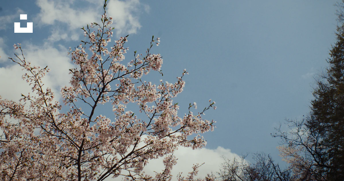 前景にピンクの花、背景に青い空を持つ木の写真 – Unsplashのさくらの無料画像