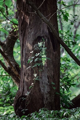 A large tree trunk with rough bark is surrounded by dense greenery. Vines with heart-shaped leaves are climbing the trunk, and the light filters through the thick foliage, creating a serene and natural atmosphere.