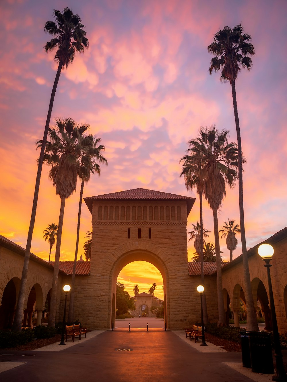 palm trees line the walkway leading to a beautiful sunset