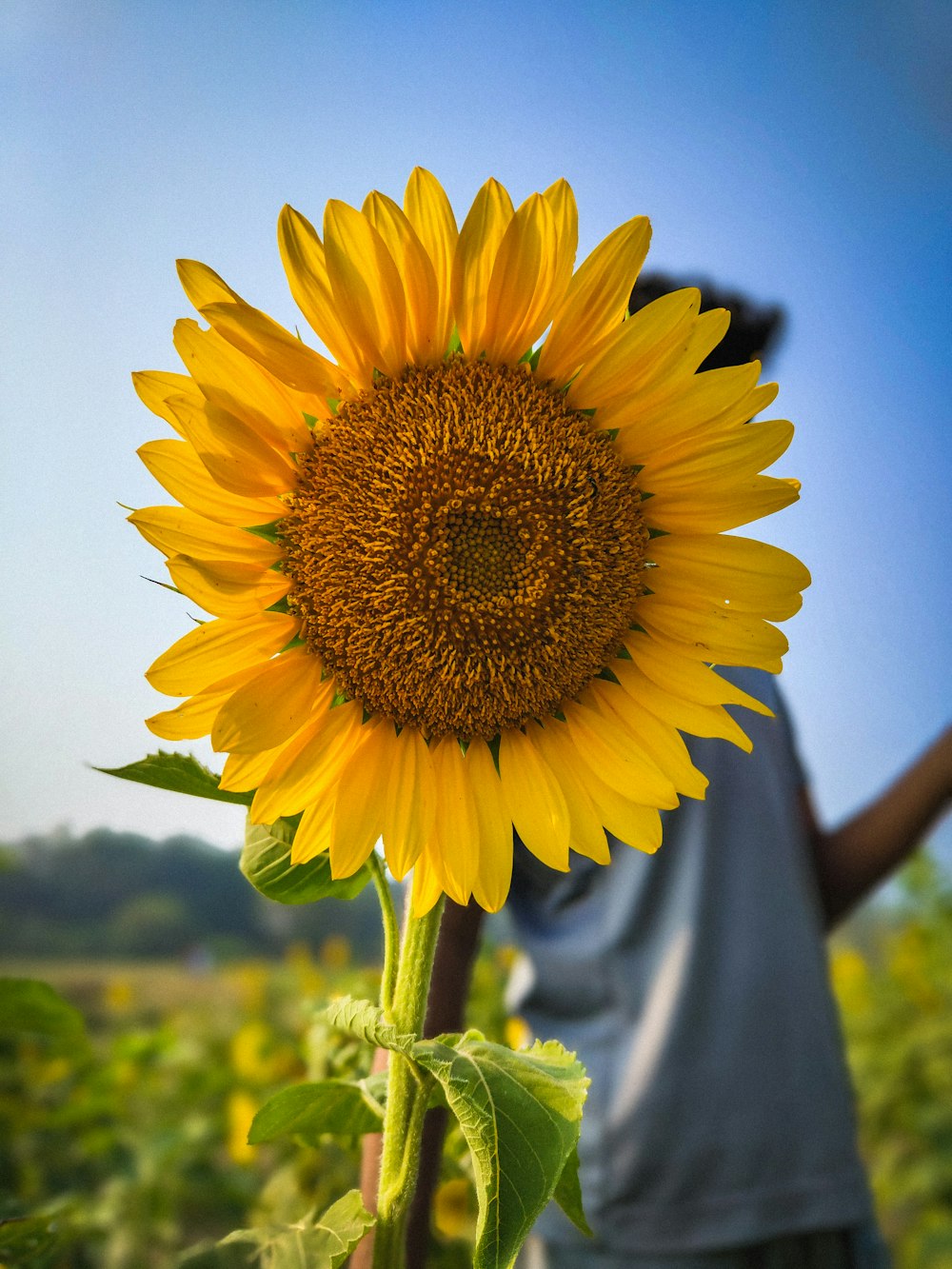 a person standing in a field of sunflowers
