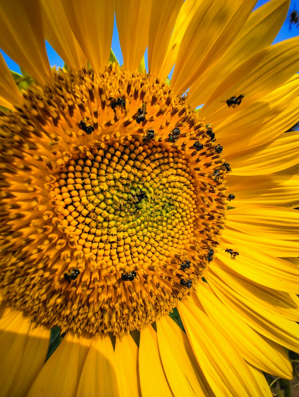 a large yellow sunflower with bees on it