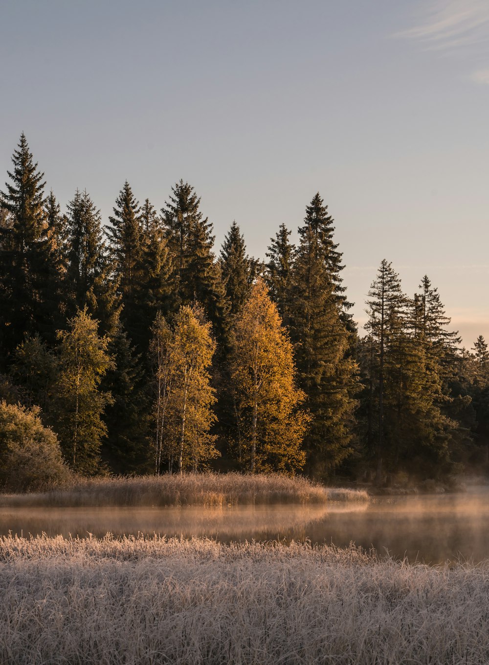 a foggy field with trees in the background