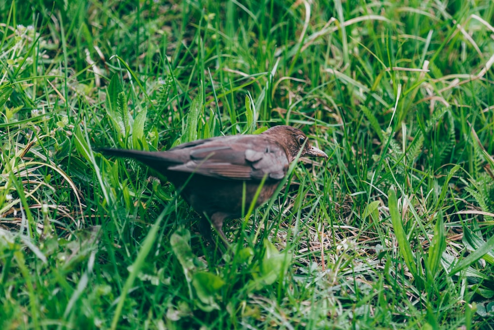 a small bird is standing in the grass