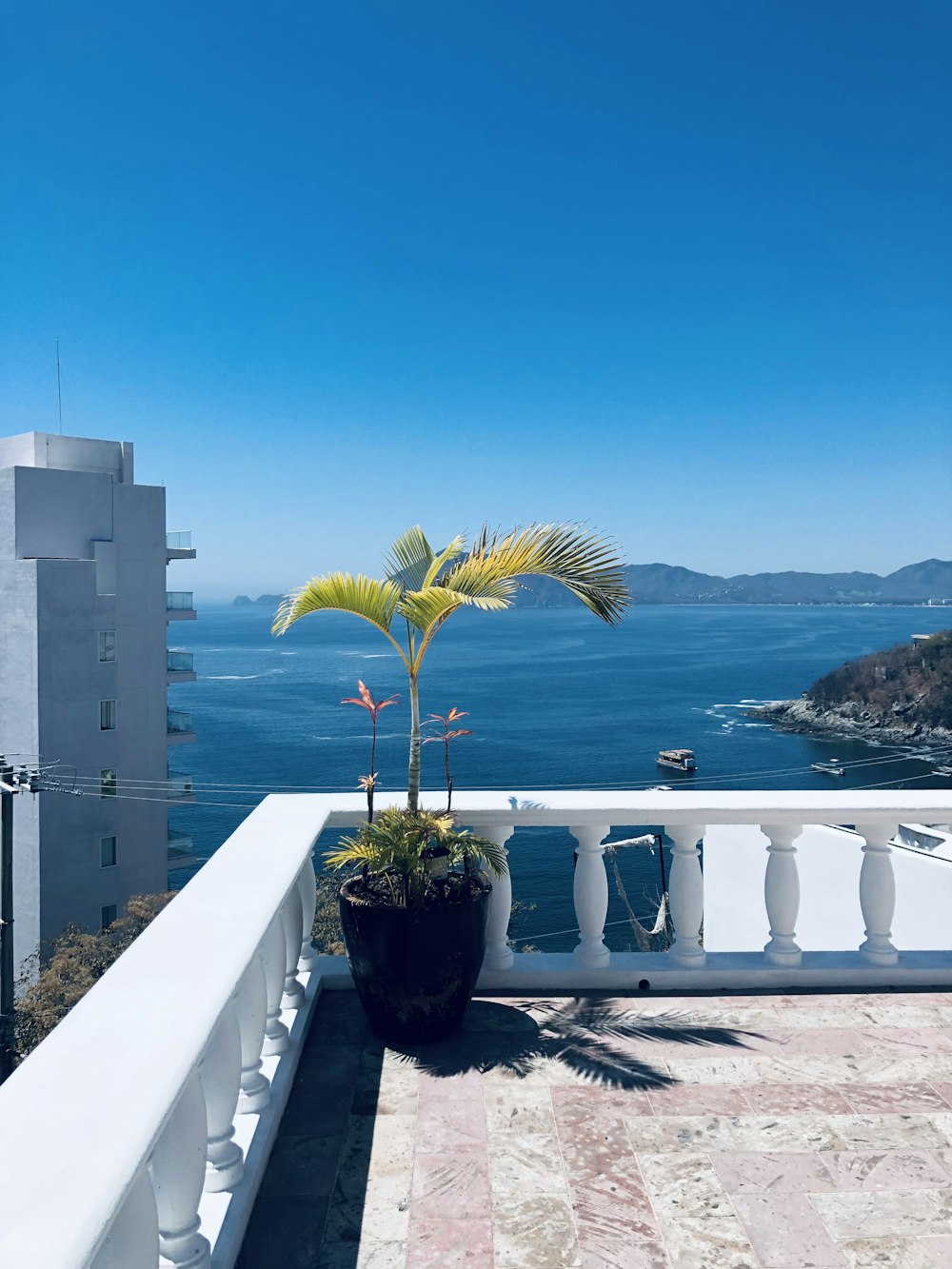 a potted plant on a balcony overlooking the ocean