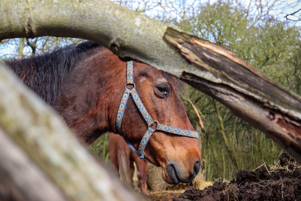a brown horse wearing a blue bridle next to a tree