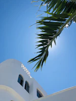 Sunlight filtering through lush tropical palms over a minimalist villa terrace.