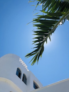 Sunlight filtering through lush green palm leaves with a bright blue sky backdrop