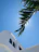 Sunlight filtering through palm leaves onto the villa’s minimalist courtyard.