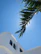 Sunlight filtering through palm leaves onto the villa’s minimalist courtyard.