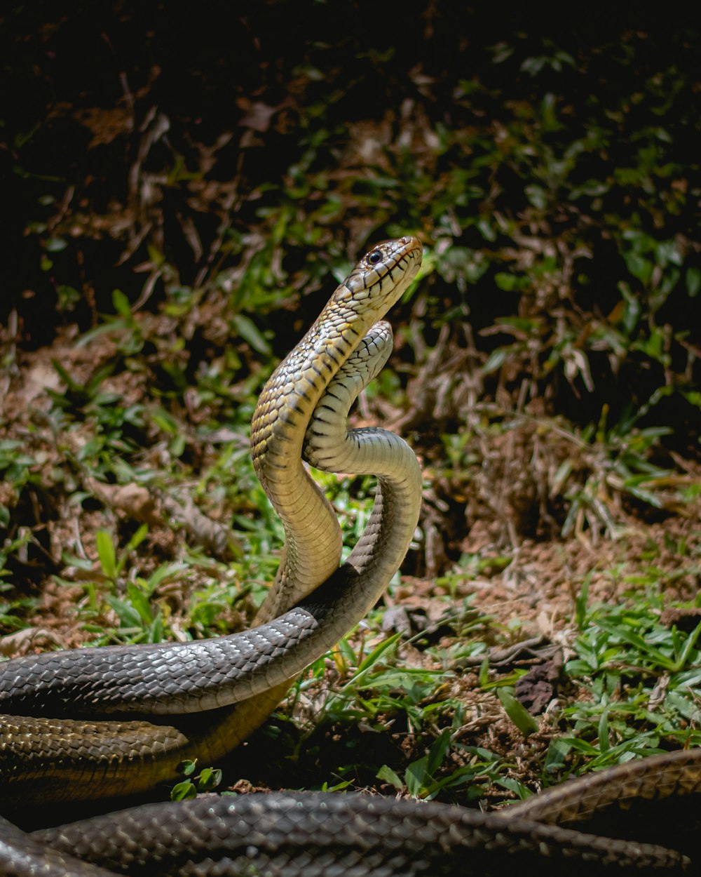 a snake that is laying down in the grass