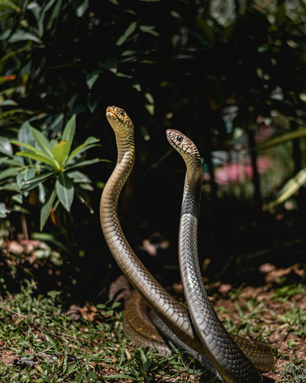 a snake is curled up in the grass