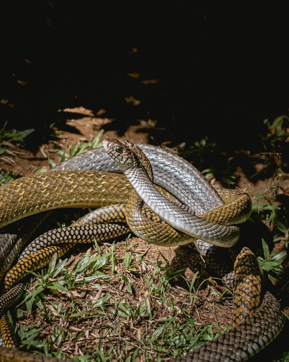 uma cobra está enrolada na grama