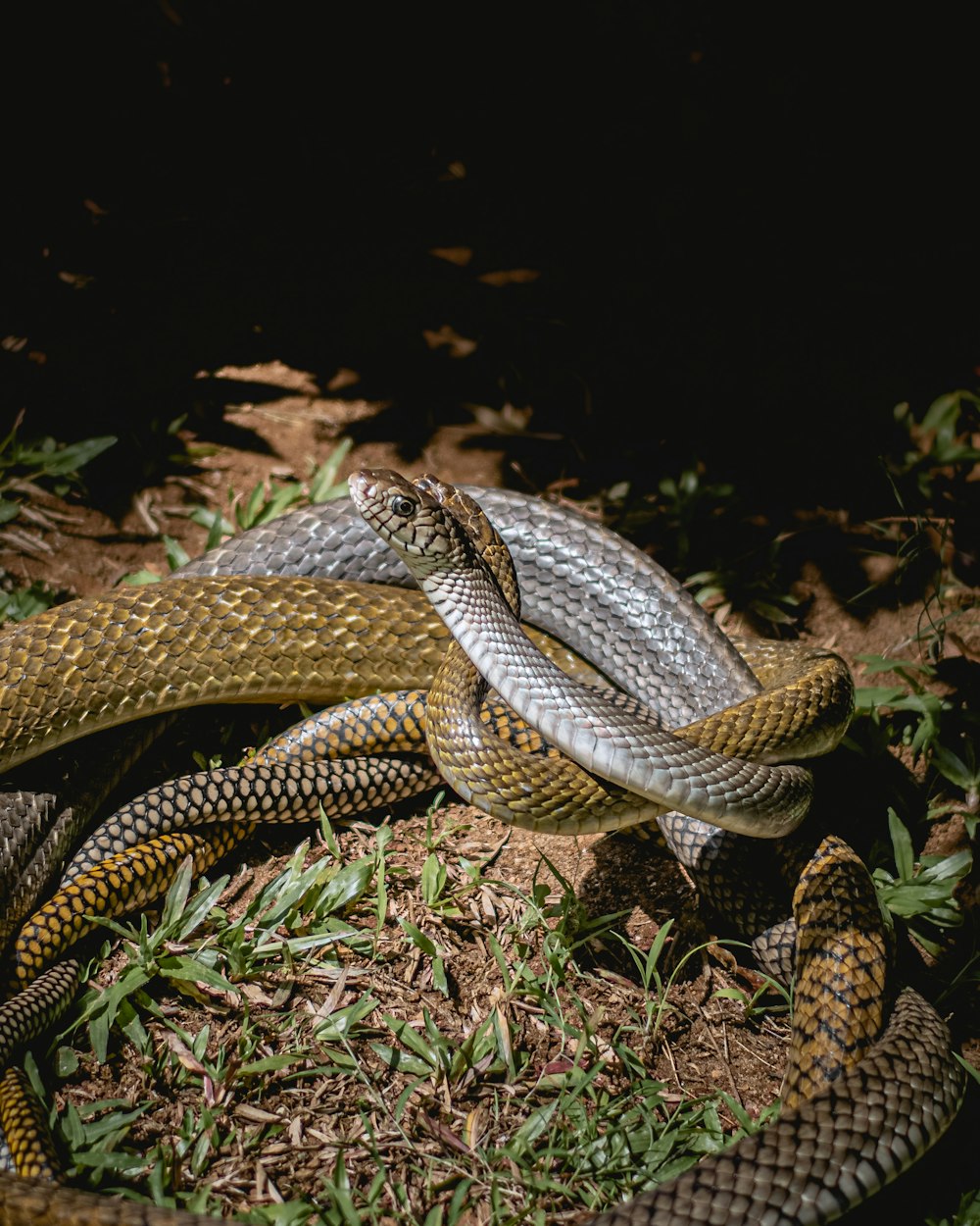 a snake is curled up in the grass