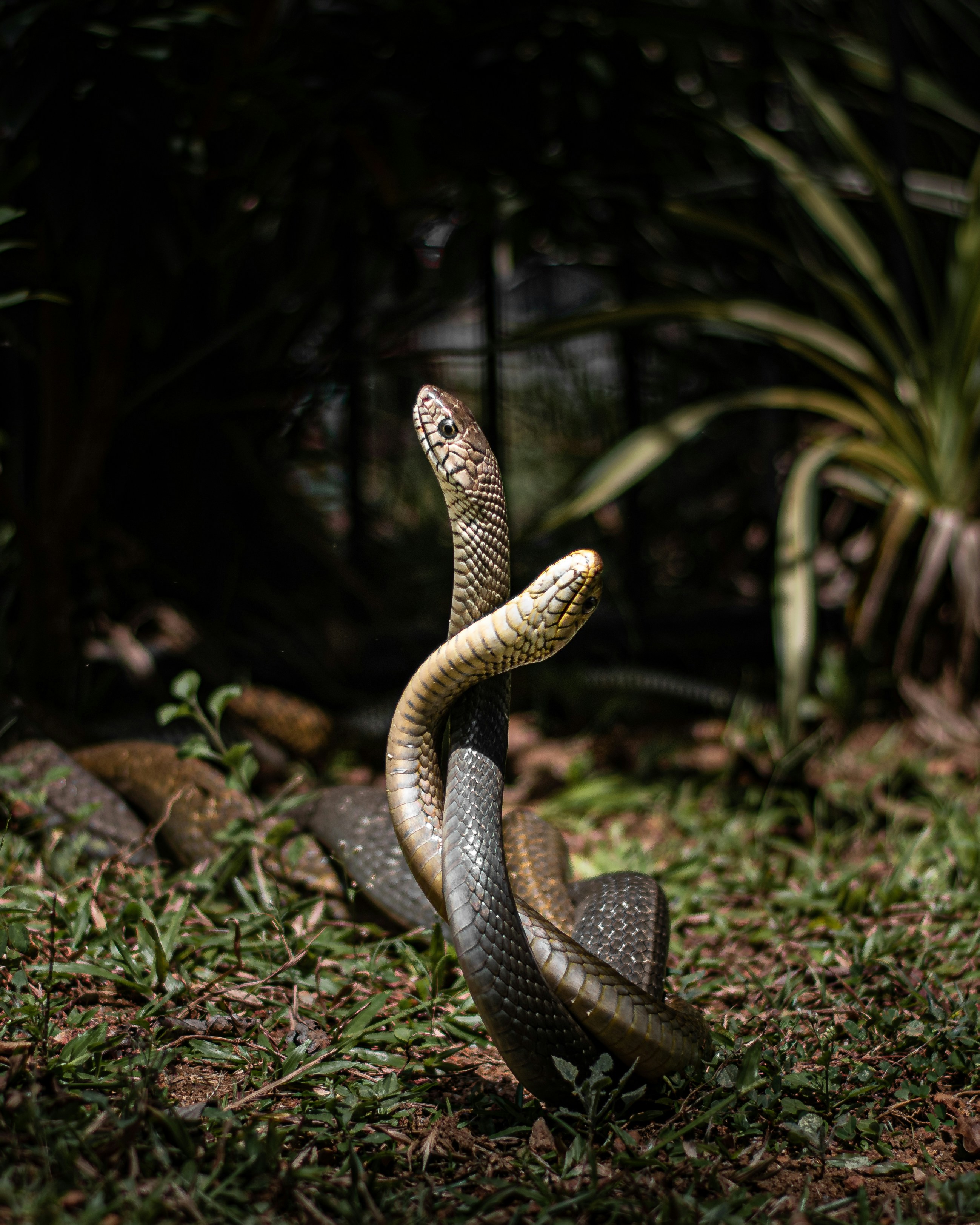 Two Rat Snakes Mating