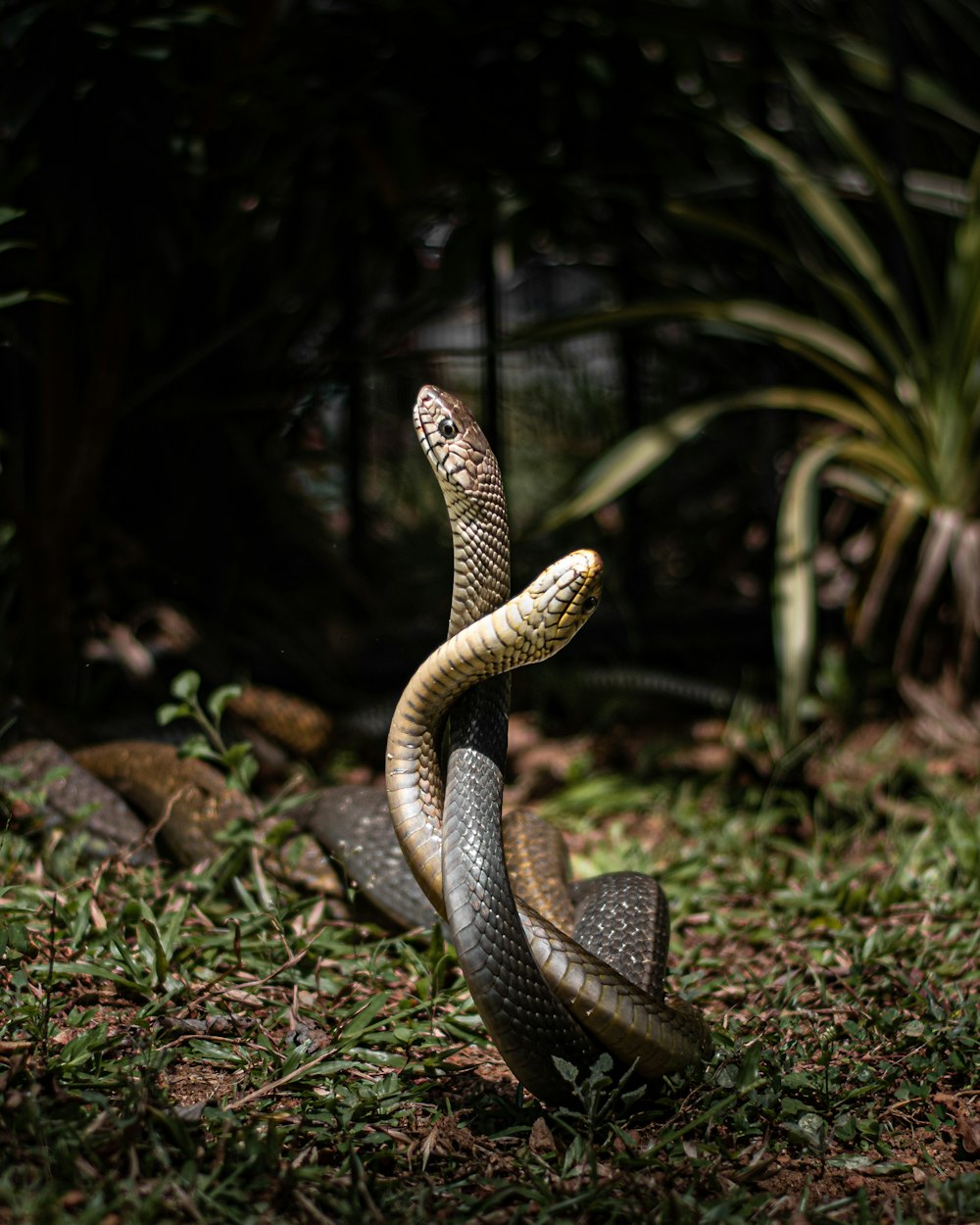 a snake is curled up in the grass