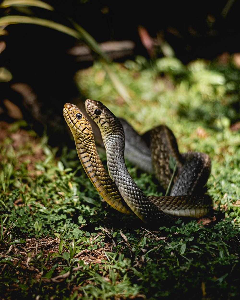 a snake is curled up in the grass