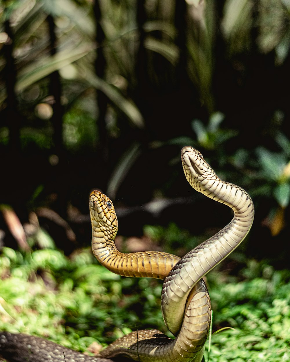 a brown snake is curled up in the grass